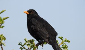 Preview wallpaper thrush, bird, branches, leaves, wildlife