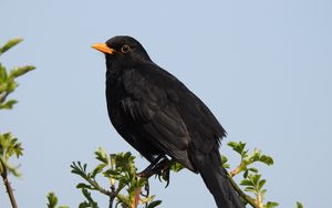 Preview wallpaper thrush, bird, branches, leaves, wildlife