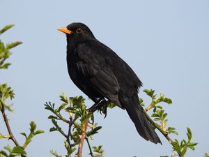 Preview wallpaper thrush, bird, branches, leaves, wildlife