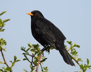 Preview wallpaper thrush, bird, branches, leaves, wildlife