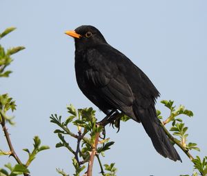 Preview wallpaper thrush, bird, branches, leaves, wildlife