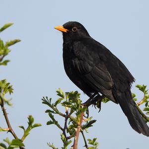 Preview wallpaper thrush, bird, branches, leaves, wildlife