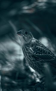 Preview wallpaper thrush, bird, glance, feathers