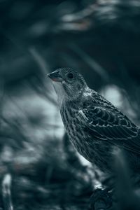 Preview wallpaper thrush, bird, glance, feathers