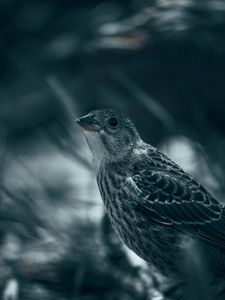 Preview wallpaper thrush, bird, glance, feathers