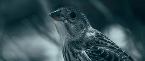 Preview wallpaper thrush, bird, glance, feathers