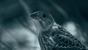 Preview wallpaper thrush, bird, glance, feathers