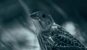 Preview wallpaper thrush, bird, glance, feathers