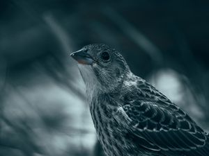 Preview wallpaper thrush, bird, glance, feathers
