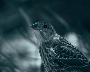 Preview wallpaper thrush, bird, glance, feathers