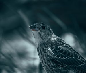 Preview wallpaper thrush, bird, glance, feathers