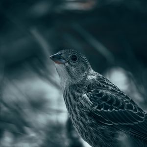 Preview wallpaper thrush, bird, glance, feathers