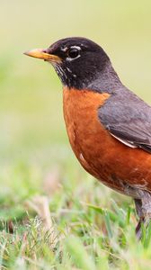 Preview wallpaper thrush, bird, grass, stand