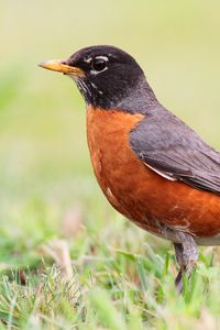 Preview wallpaper thrush, bird, grass, stand