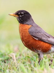 Preview wallpaper thrush, bird, grass, stand