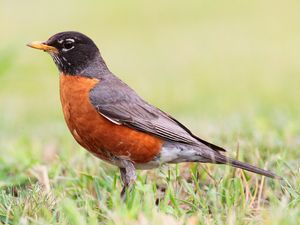 Preview wallpaper thrush, bird, grass, stand