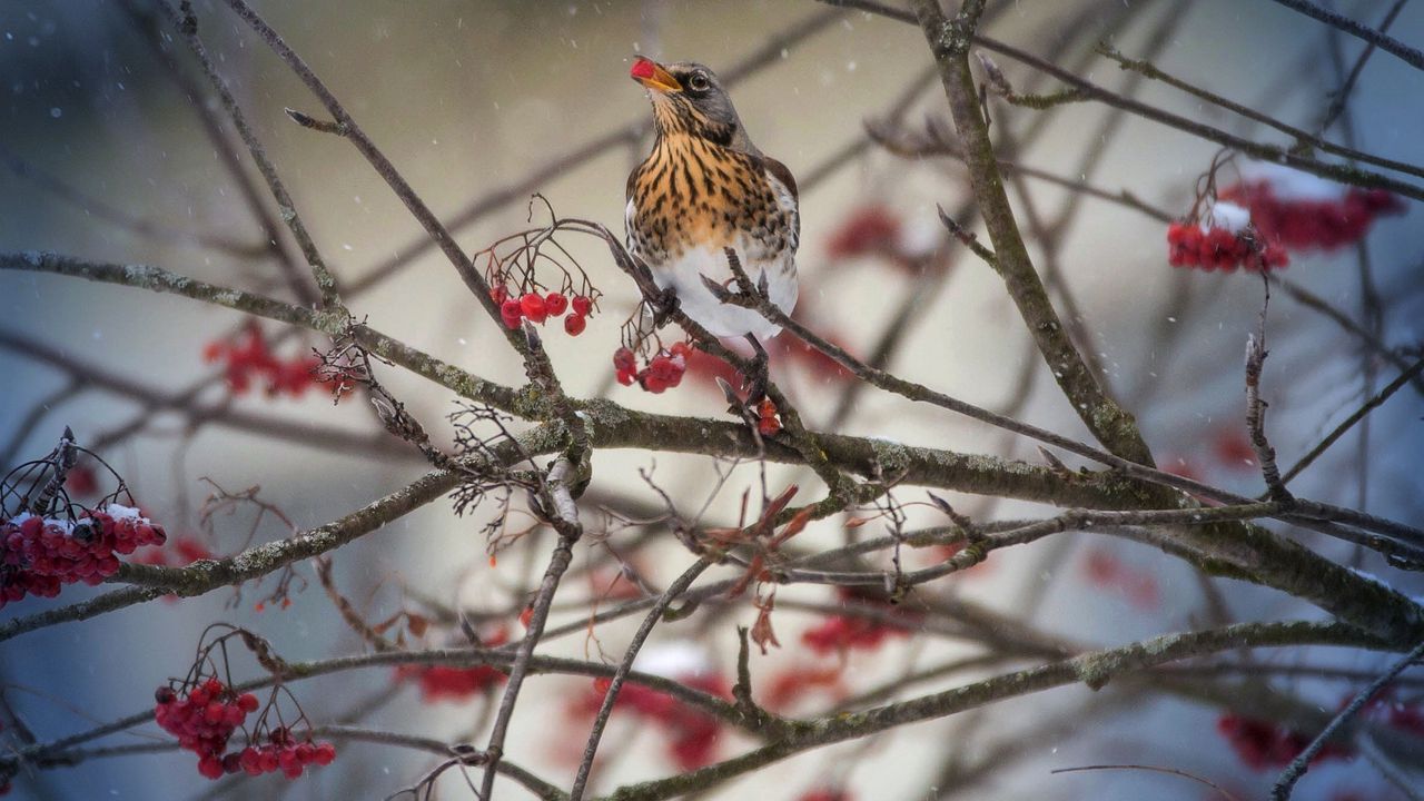 Wallpaper thrush, bird, mountain ash