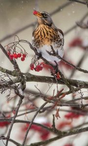 Preview wallpaper thrush, bird, mountain ash