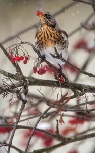 Preview wallpaper thrush, bird, mountain ash