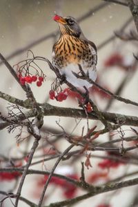 Preview wallpaper thrush, bird, mountain ash