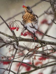 Preview wallpaper thrush, bird, mountain ash