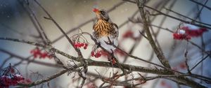 Preview wallpaper thrush, bird, mountain ash