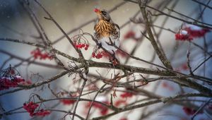 Preview wallpaper thrush, bird, mountain ash