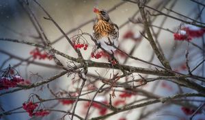 Preview wallpaper thrush, bird, mountain ash