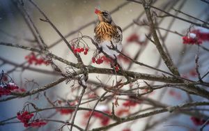 Preview wallpaper thrush, bird, mountain ash