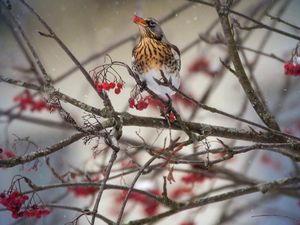 Preview wallpaper thrush, bird, mountain ash