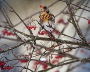 Preview wallpaper thrush, bird, mountain ash