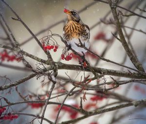 Preview wallpaper thrush, bird, mountain ash