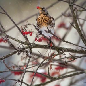 Preview wallpaper thrush, bird, mountain ash