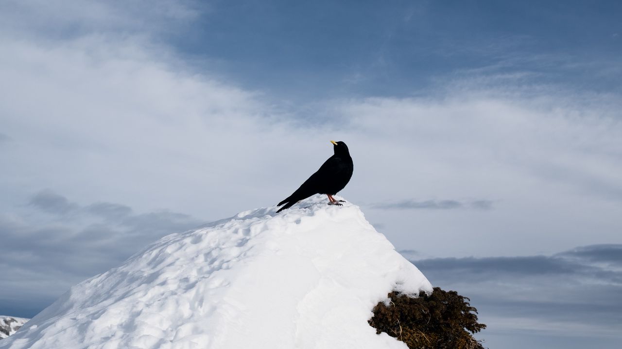 Wallpaper thrush, bird, rock, snow, nature