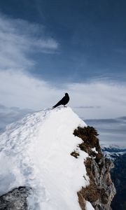 Preview wallpaper thrush, bird, rock, snow, nature