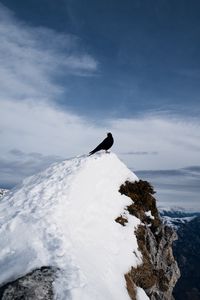 Preview wallpaper thrush, bird, rock, snow, nature