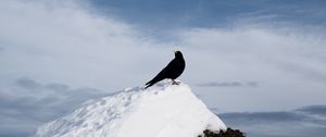 Preview wallpaper thrush, bird, rock, snow, nature