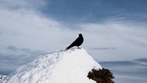 Preview wallpaper thrush, bird, rock, snow, nature