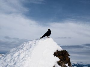 Preview wallpaper thrush, bird, rock, snow, nature
