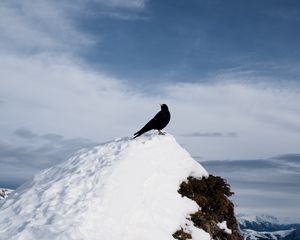 Preview wallpaper thrush, bird, rock, snow, nature