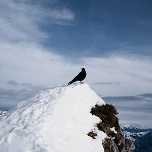Preview wallpaper thrush, bird, rock, snow, nature