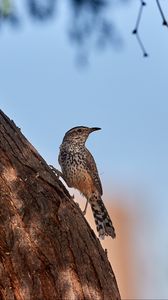 Preview wallpaper thrush, bird, tree, bark