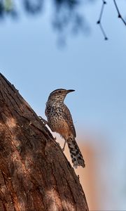 Preview wallpaper thrush, bird, tree, bark