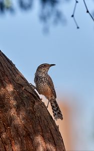 Preview wallpaper thrush, bird, tree, bark