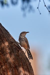 Preview wallpaper thrush, bird, tree, bark