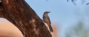 Preview wallpaper thrush, bird, tree, bark