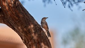 Preview wallpaper thrush, bird, tree, bark