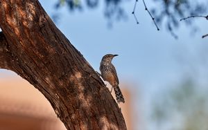 Preview wallpaper thrush, bird, tree, bark