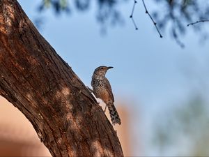 Preview wallpaper thrush, bird, tree, bark