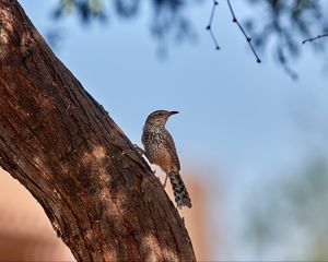 Preview wallpaper thrush, bird, tree, bark